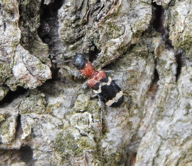 Thanasimus formicarius - vörösnyakú szúfarkas