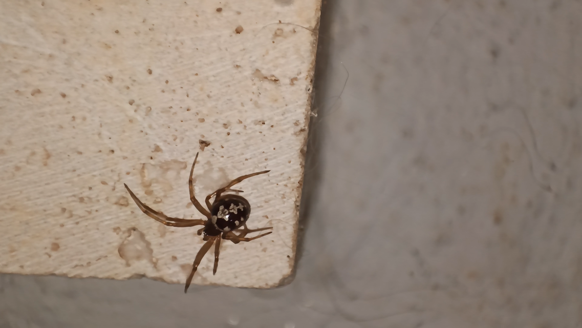 Steatoda triangulosa - háromszöges faggyúpók