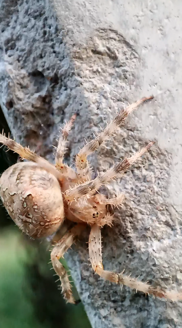 Araneus diadematus - koronás keresztespók