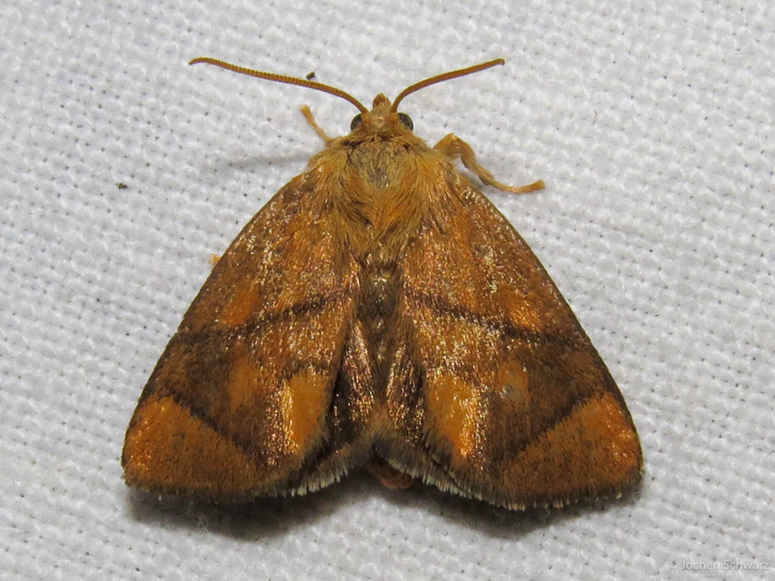 Apoda limacodes - kagylólepke