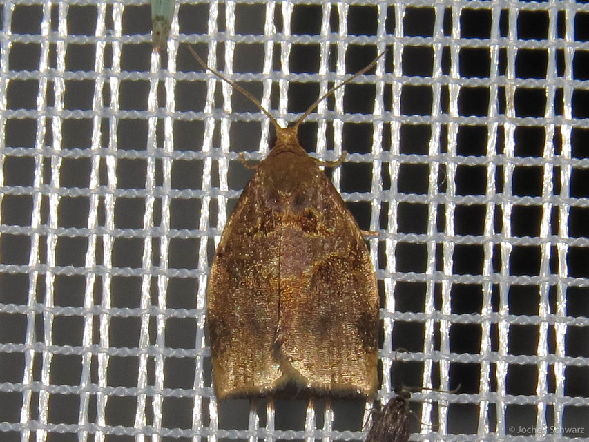Archips rosana - rózsailonca