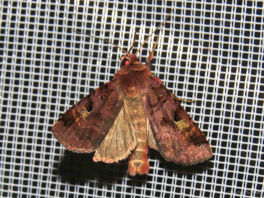 Diarsia brunnea - rózsásszárnyú földibagoly