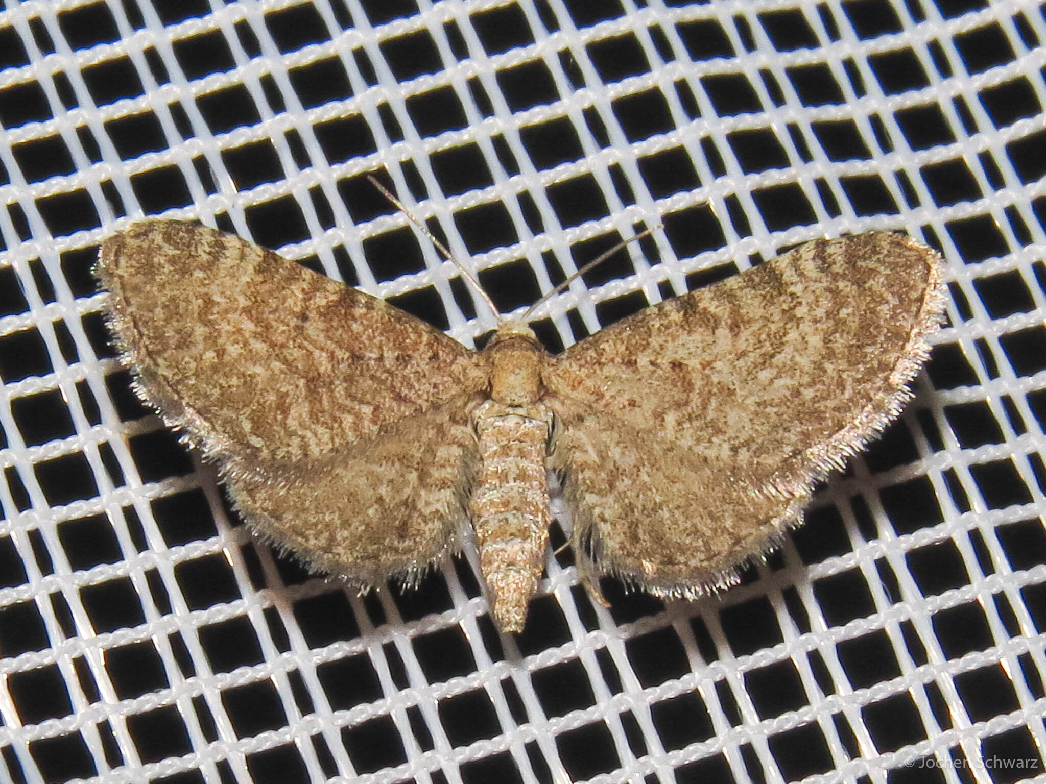 Eupithecia plumbeolata - ólomszínű törpearaszoló