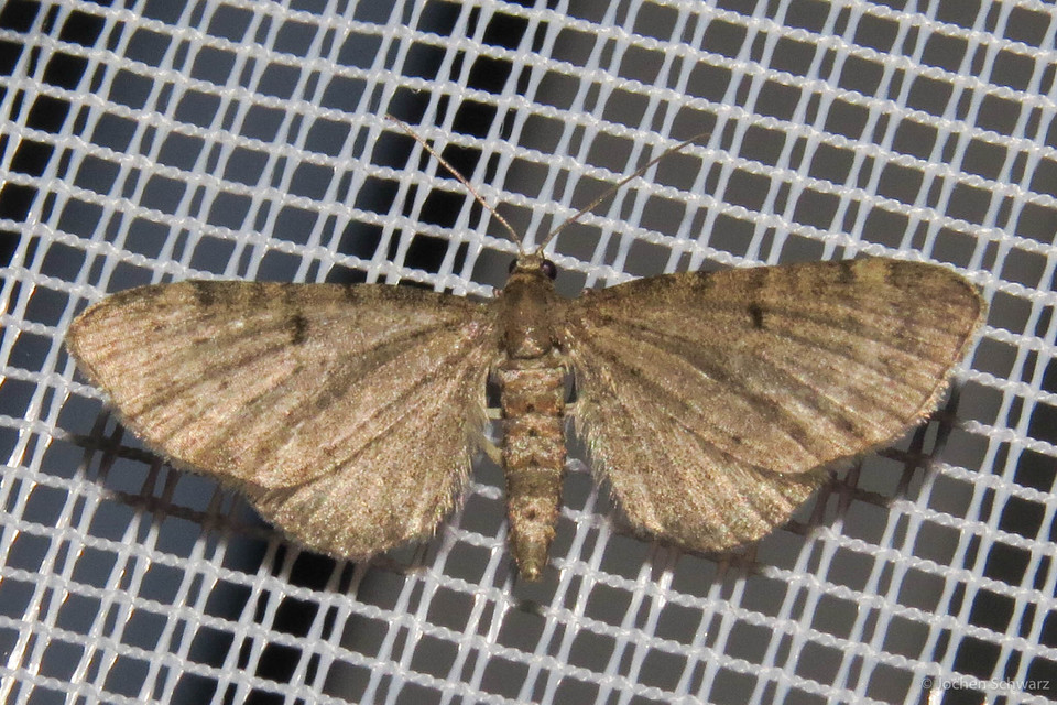 Eupithecia selinata - lápi törpearaszoló