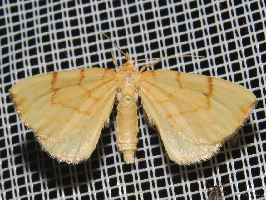 Eulithis pyraliata - sárga galajaraszoló