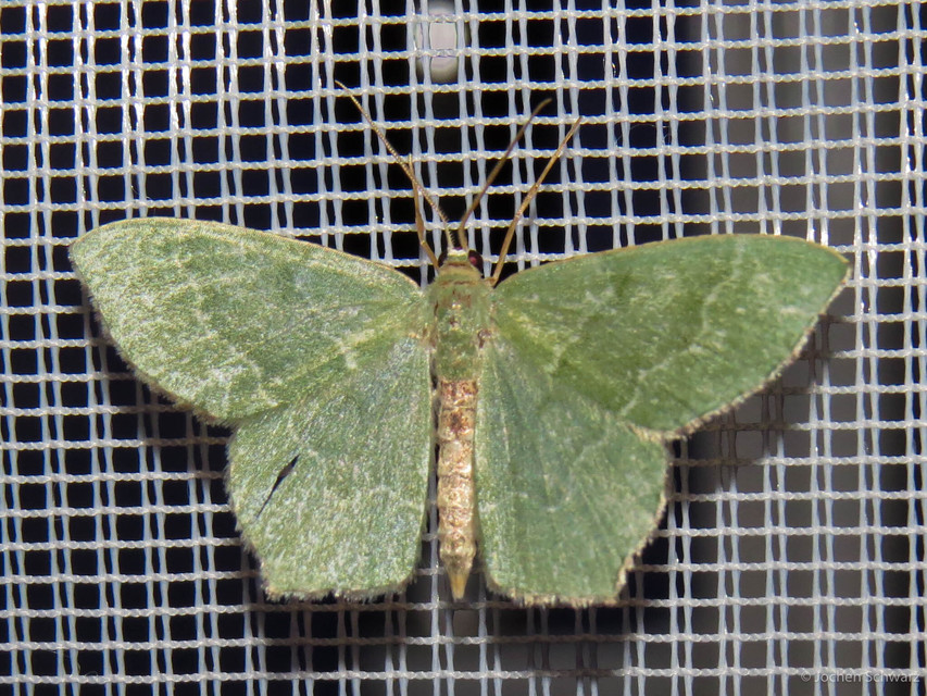 Hemithea aestivaria - nyír-zöldaraszoló