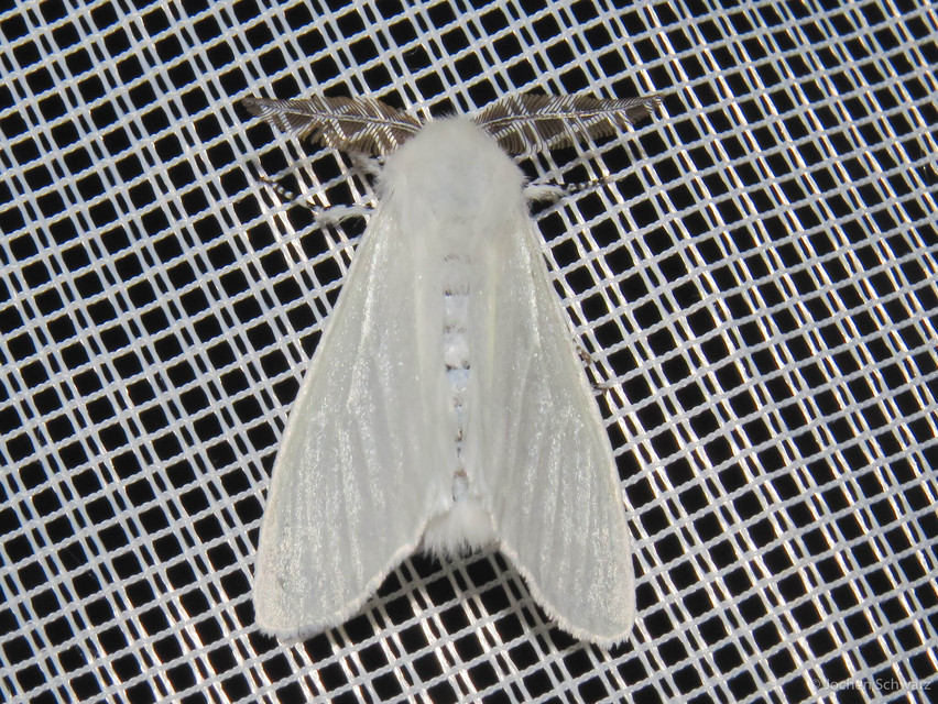 Leucoma salicis - fűzfaszövő