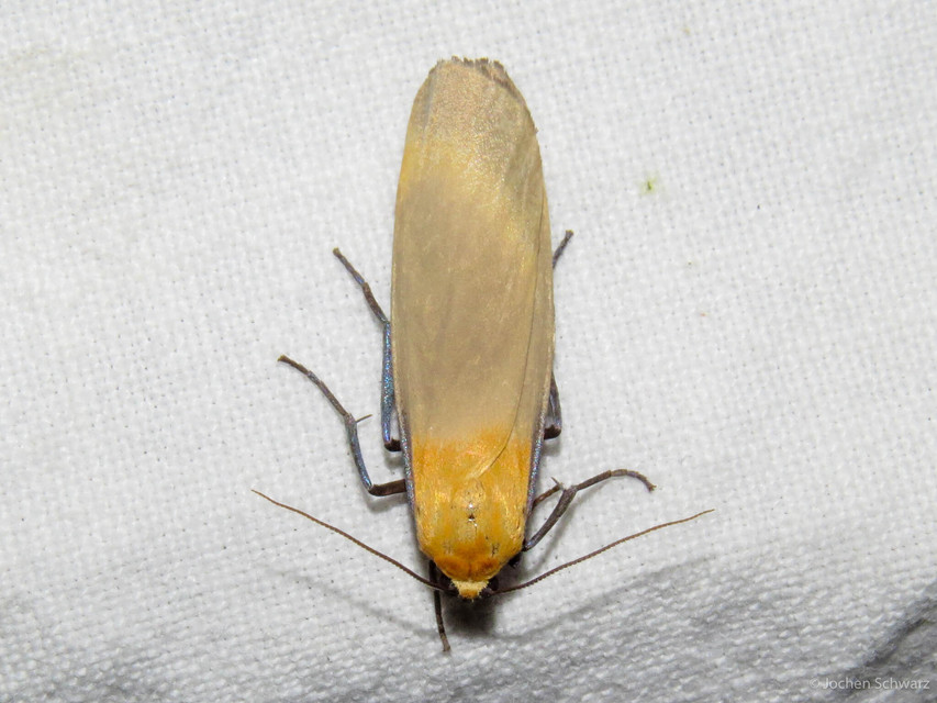 Lithosia quadra - négypettyes zuzmószövő