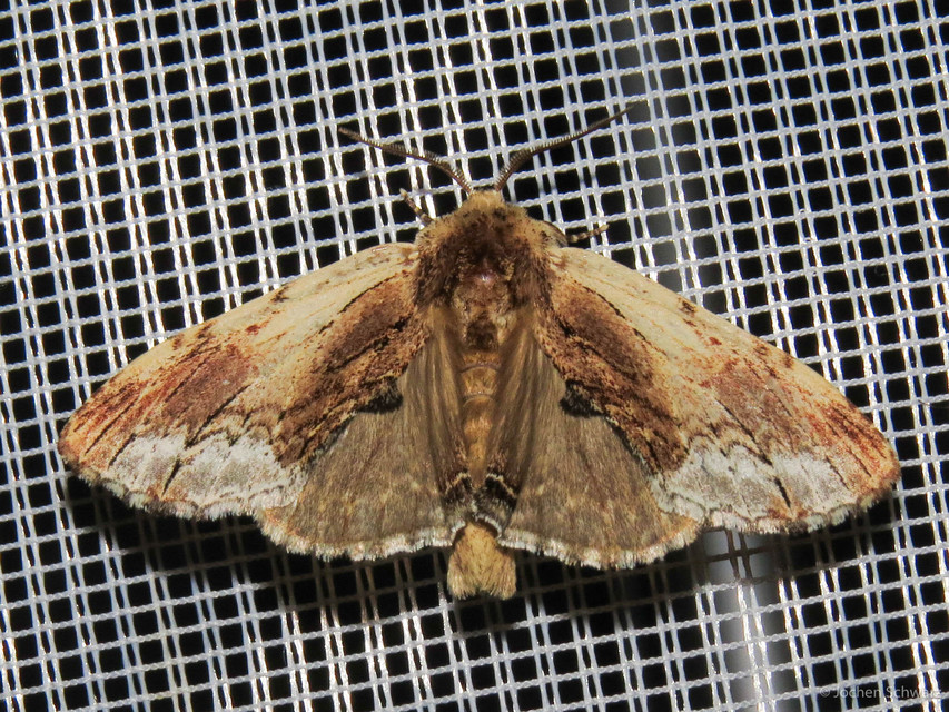 Ptilodon cucullina - csuklyás púposszövő