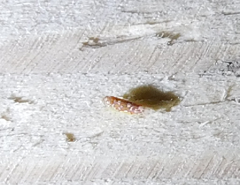 Tautoneura polymitusa