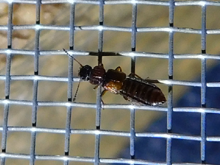 Anotylus Anotylus