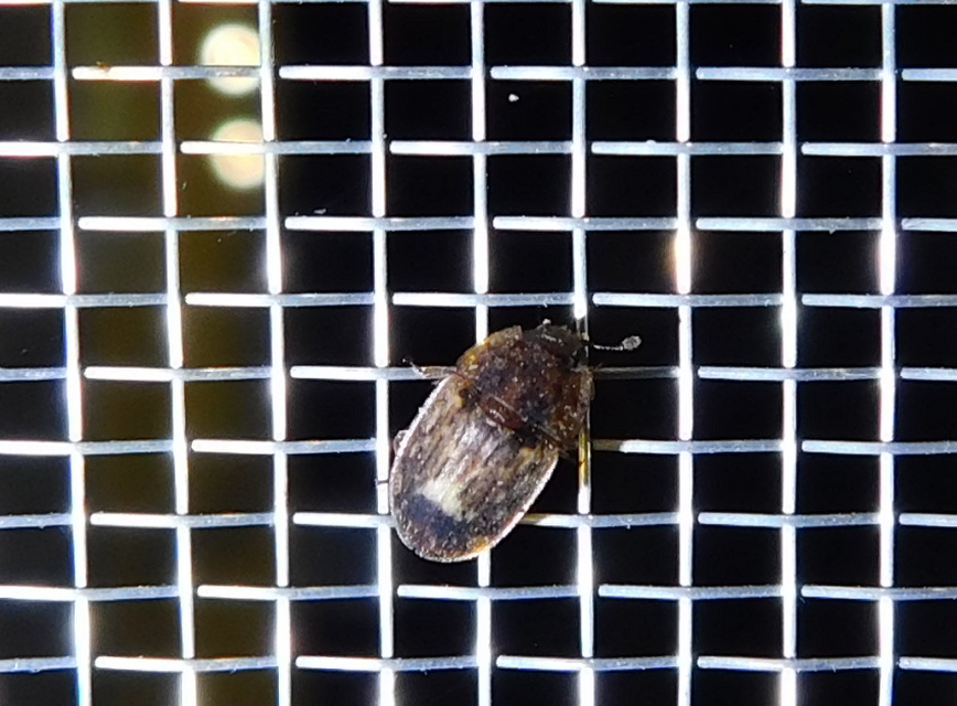 Soronia grisea - pettyegetett fénybogár
