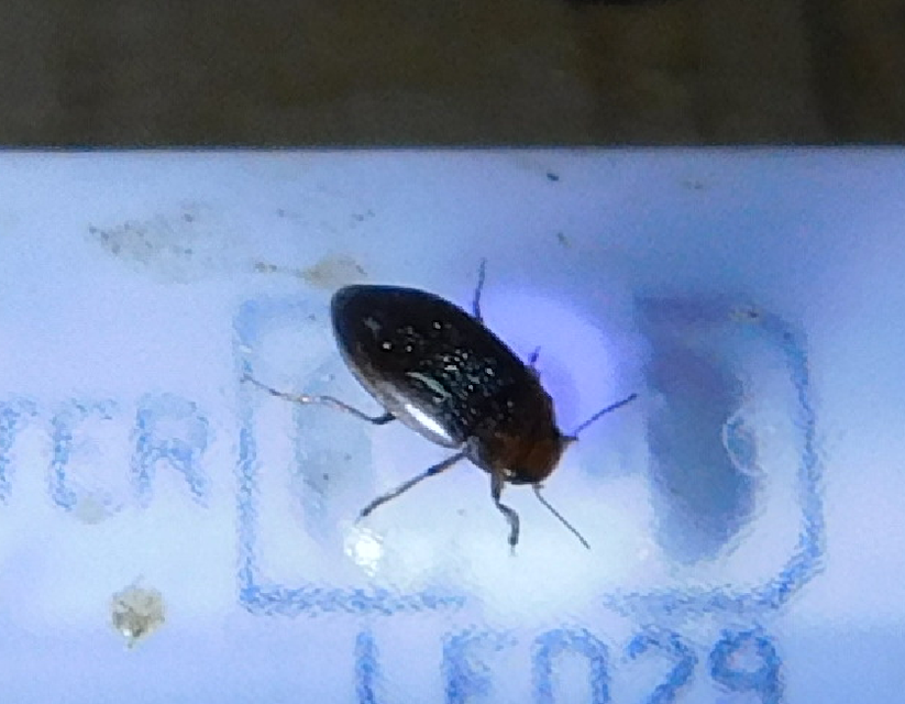 Hydroporus