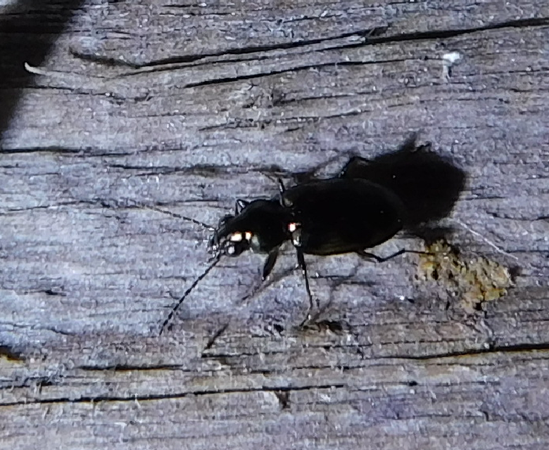 Bembidion varium - rajzos gyorsfutó