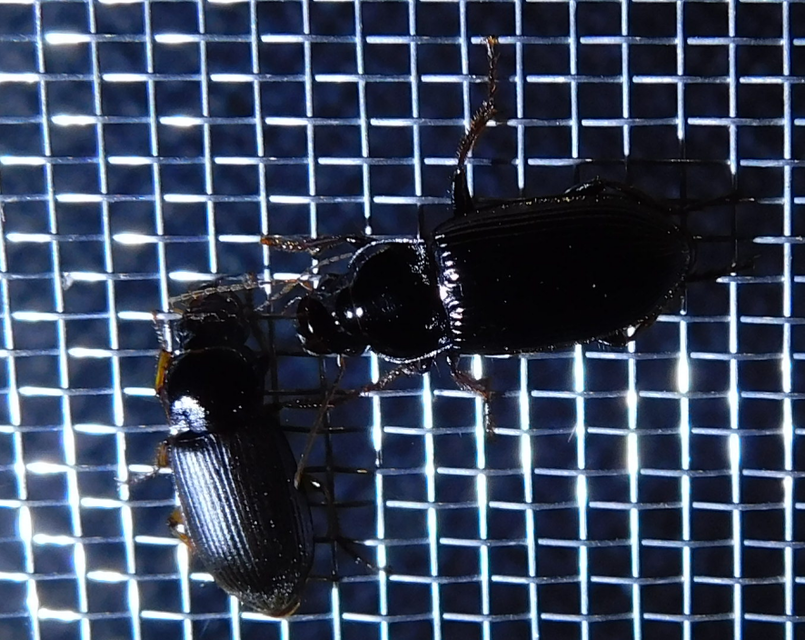 Harpalus griseus - kis selymesfutó