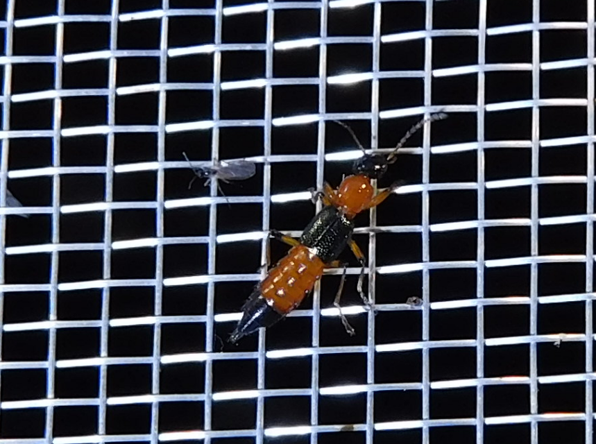 Paederus