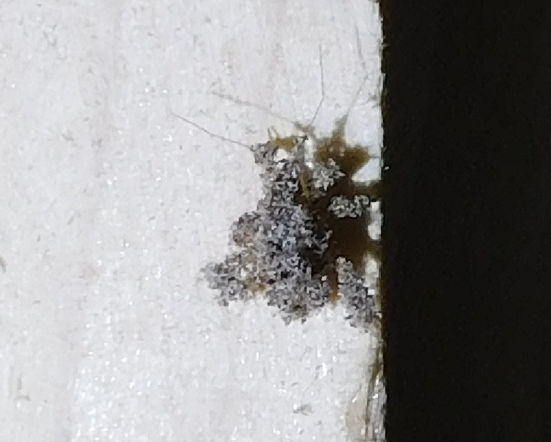 Reduvius personatus - szemetes zugpoloska