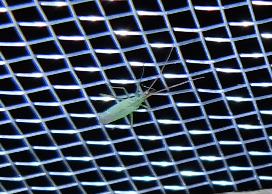 Trigonotylus