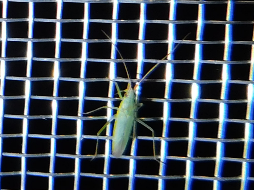 Trigonotylus