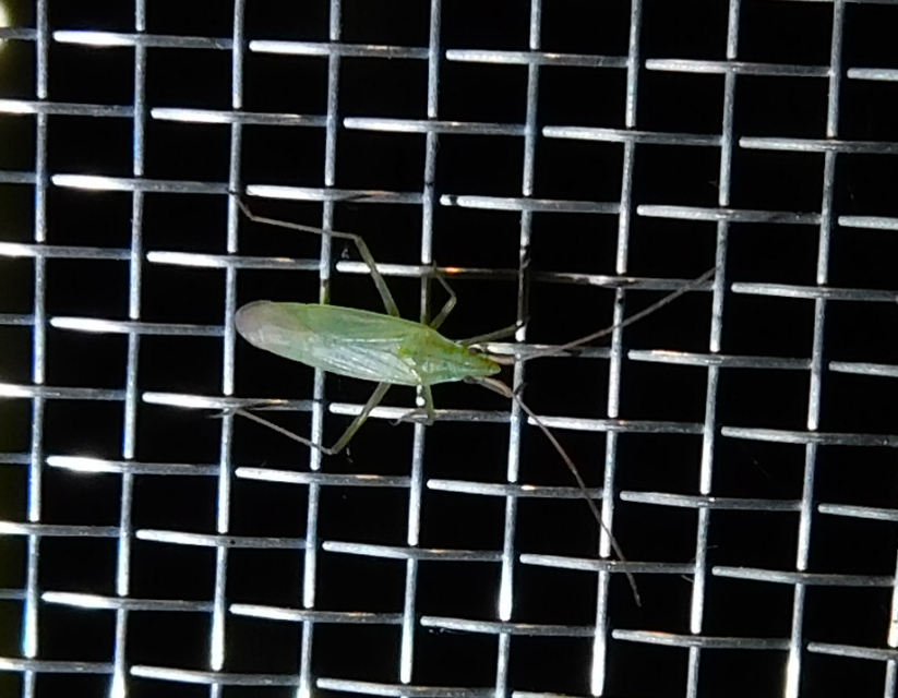Trigonotylus