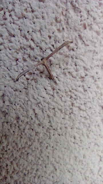 Emmelina monodactyla/argoteles