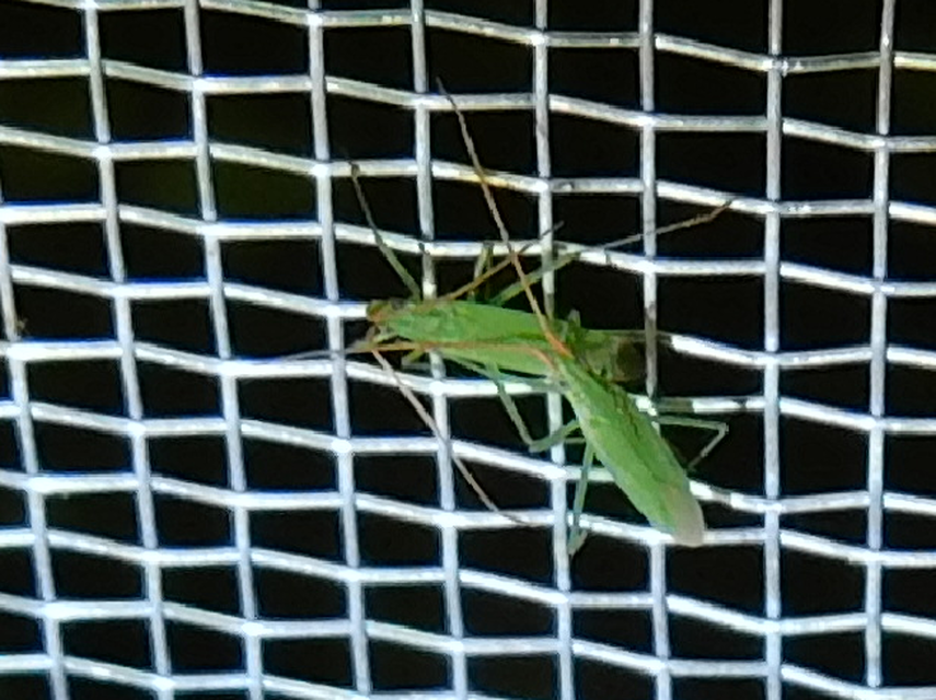 Trigonotylus