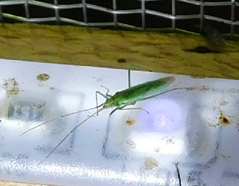 Trigonotylus