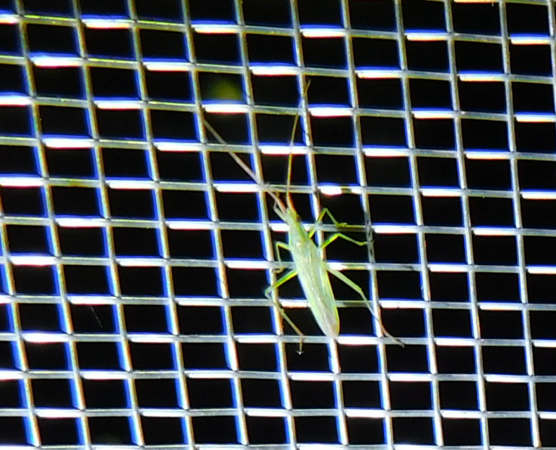 Trigonotylus