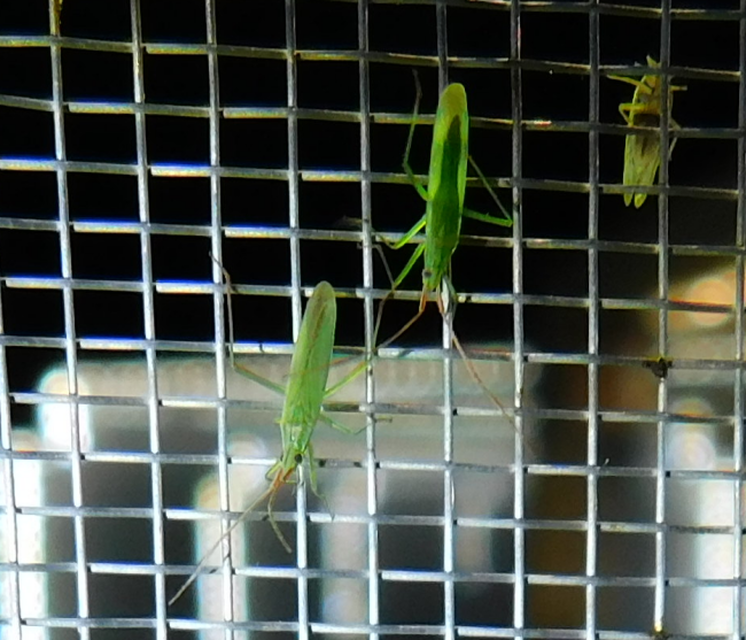 Trigonotylus
