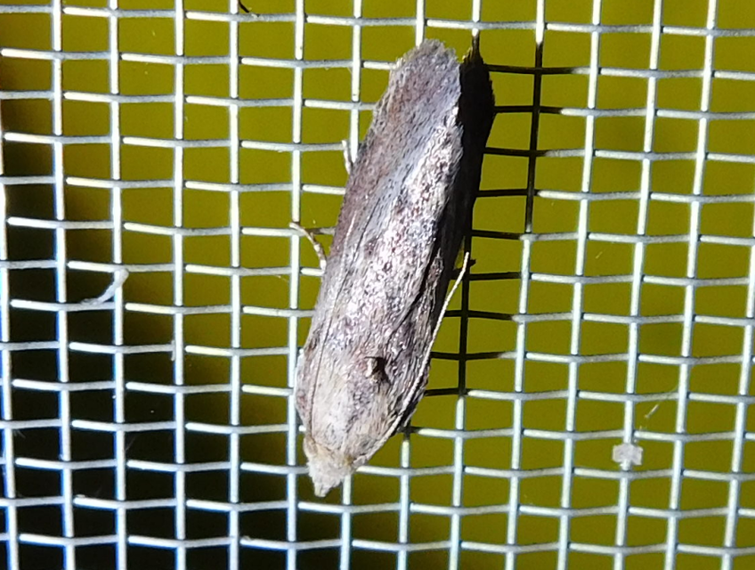 Galleria mellonella - nagy viaszmoly
