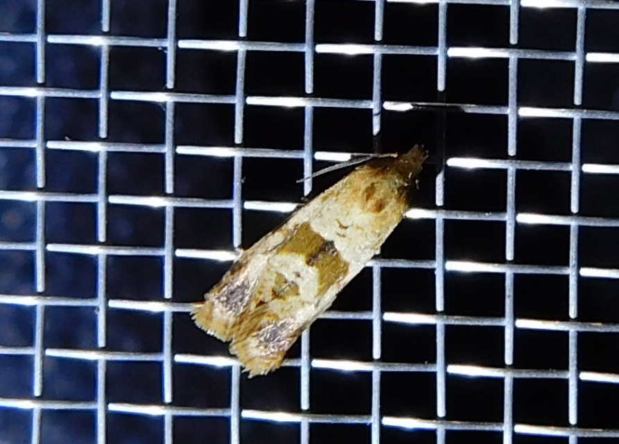 Phalonidia contractana - pipitér-fúrómoly