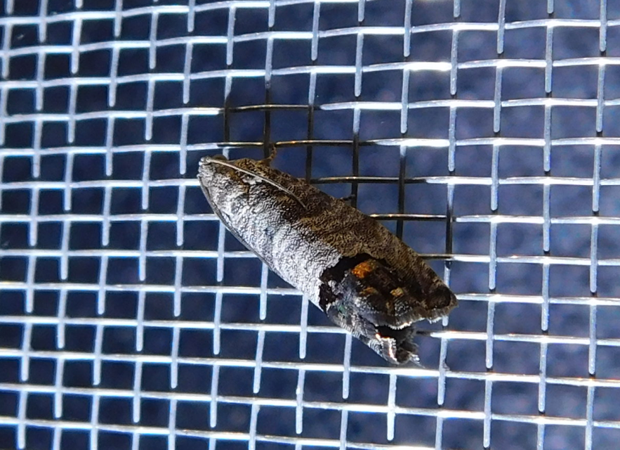 Cydia pomonella - almamoly