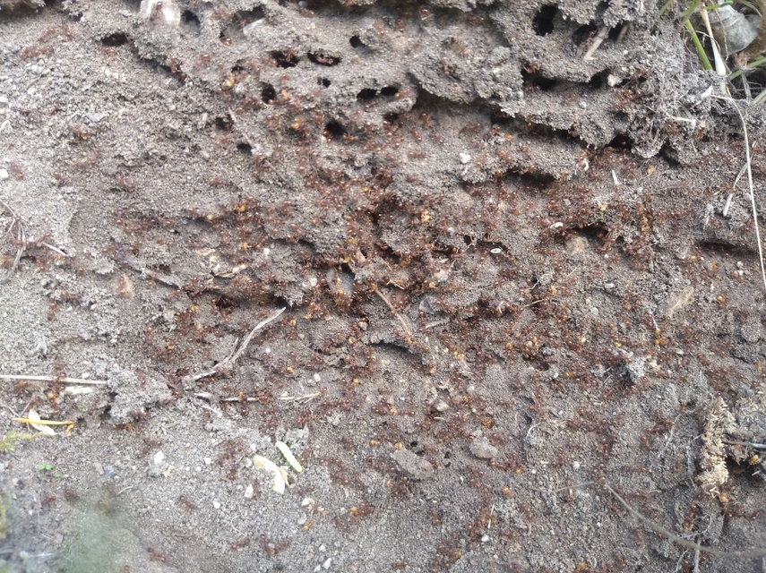 Myrmica sabuleti - gyakori bütyköshangya