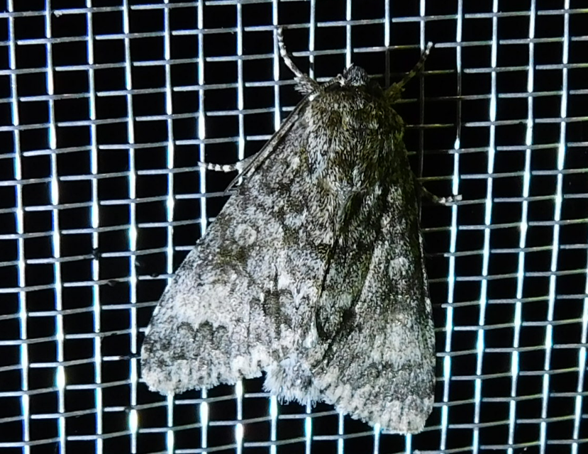 Acronicta megacephala - nagyfejű szigonyosbagoly