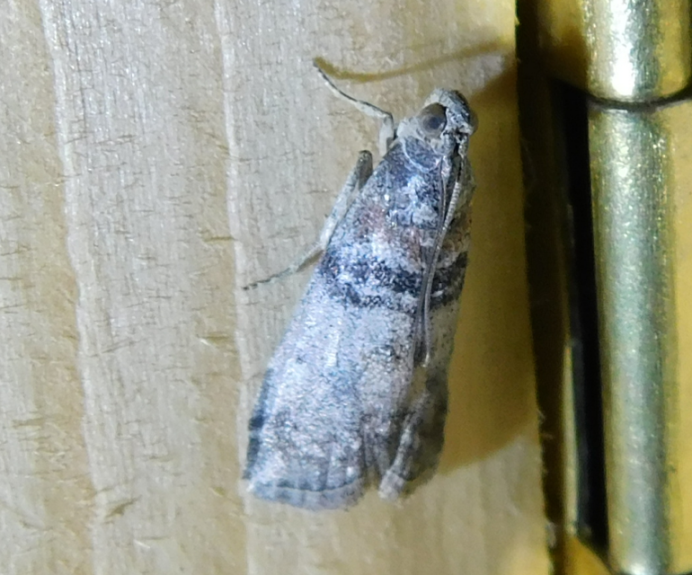 Sciota
