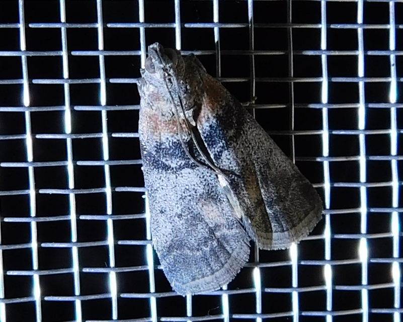 Sciota