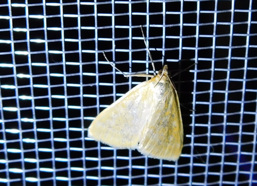 Sitochroa verticalis - világossárga dudvamoly