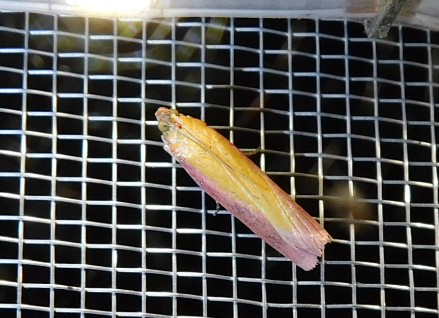 Oncocera semirubella - lucernamoly