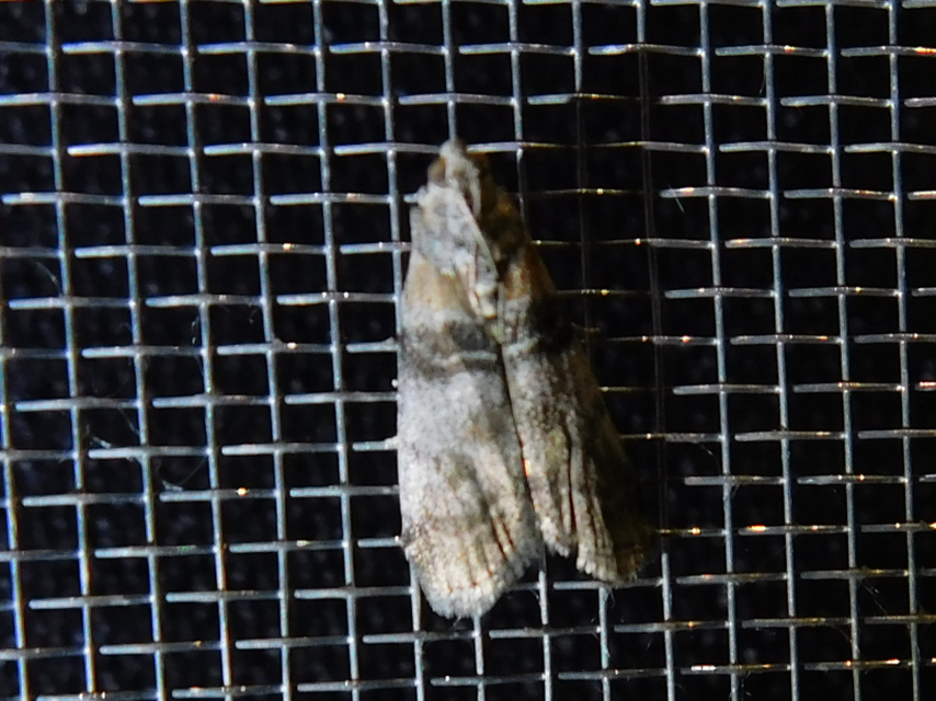 Sciota
