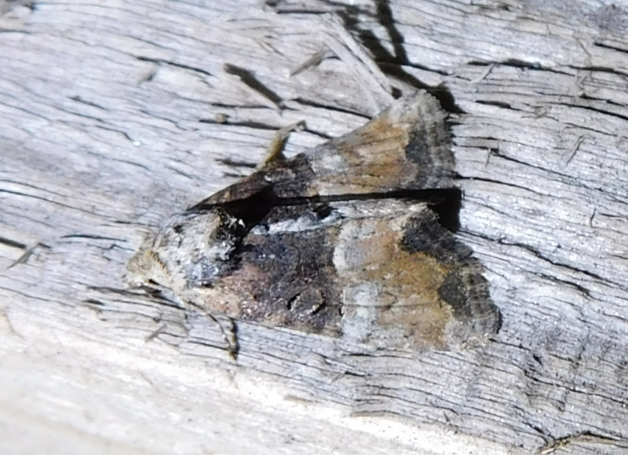 Mesoligia furuncula - kétszínű dudvabagoly