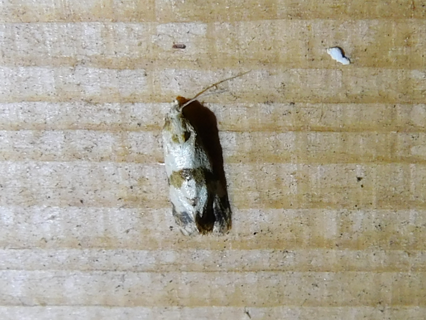 Phalonidia contractana - pipitér-fúrómoly