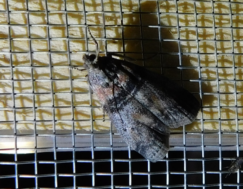 Sciota