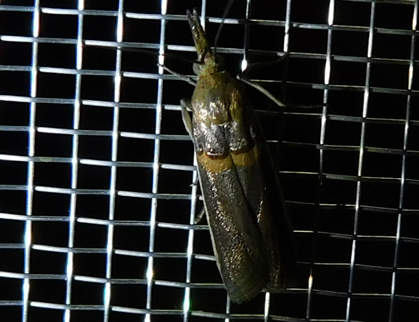 Etiella zinckenella - akácmoly