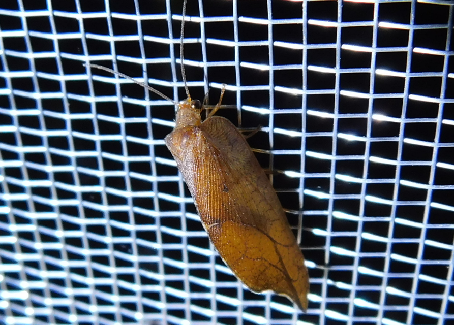Drepanepteryx phalaenoides