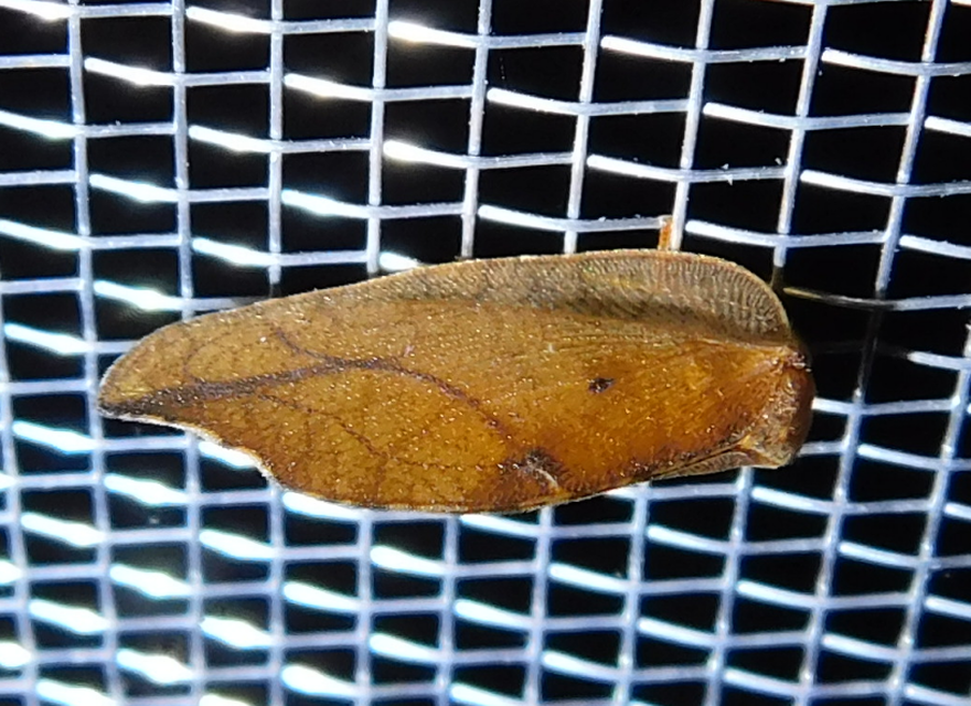 Drepanepteryx phalaenoides