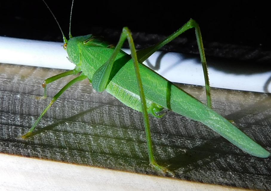 Phaneroptera nana - pontozott repülőszöcske
