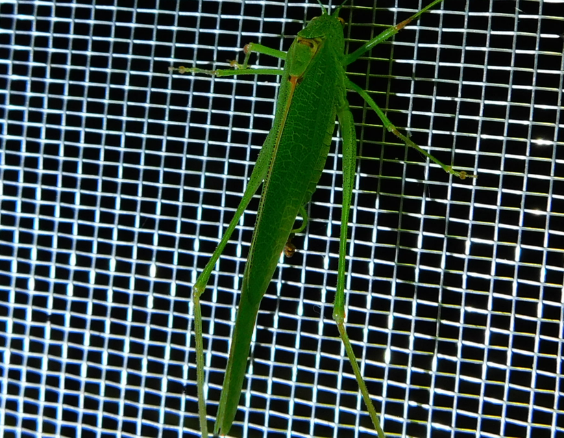 Phaneroptera nana - pontozott repülőszöcske