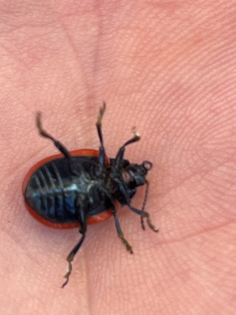 Chrysolina rossia - trapézhátú szegélyeslevelész