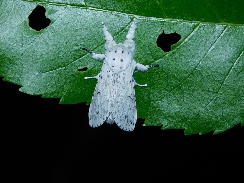 Cerura erminea - hermelin-púposszövő