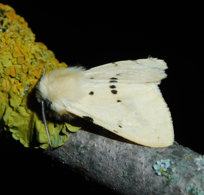 Spilarctia lutea - sárgás medvelepke
